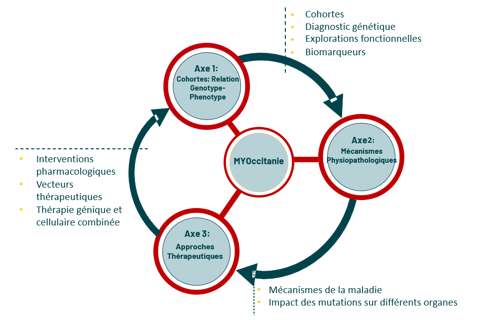 Schéma du programme MYOccitanie : trois axes de recherche et leurs objectifs